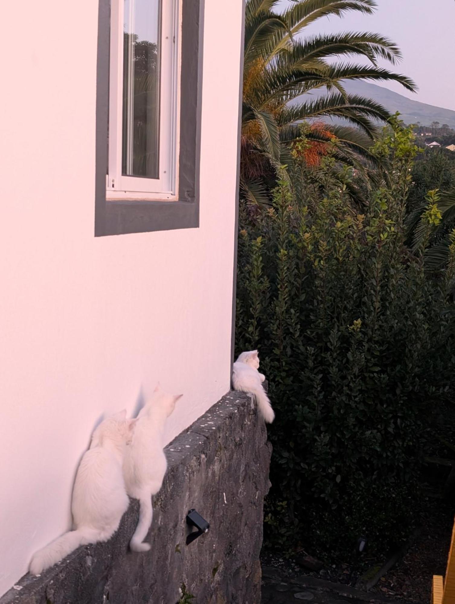 Loving Strangers Hostel Madalena  Luaran gambar